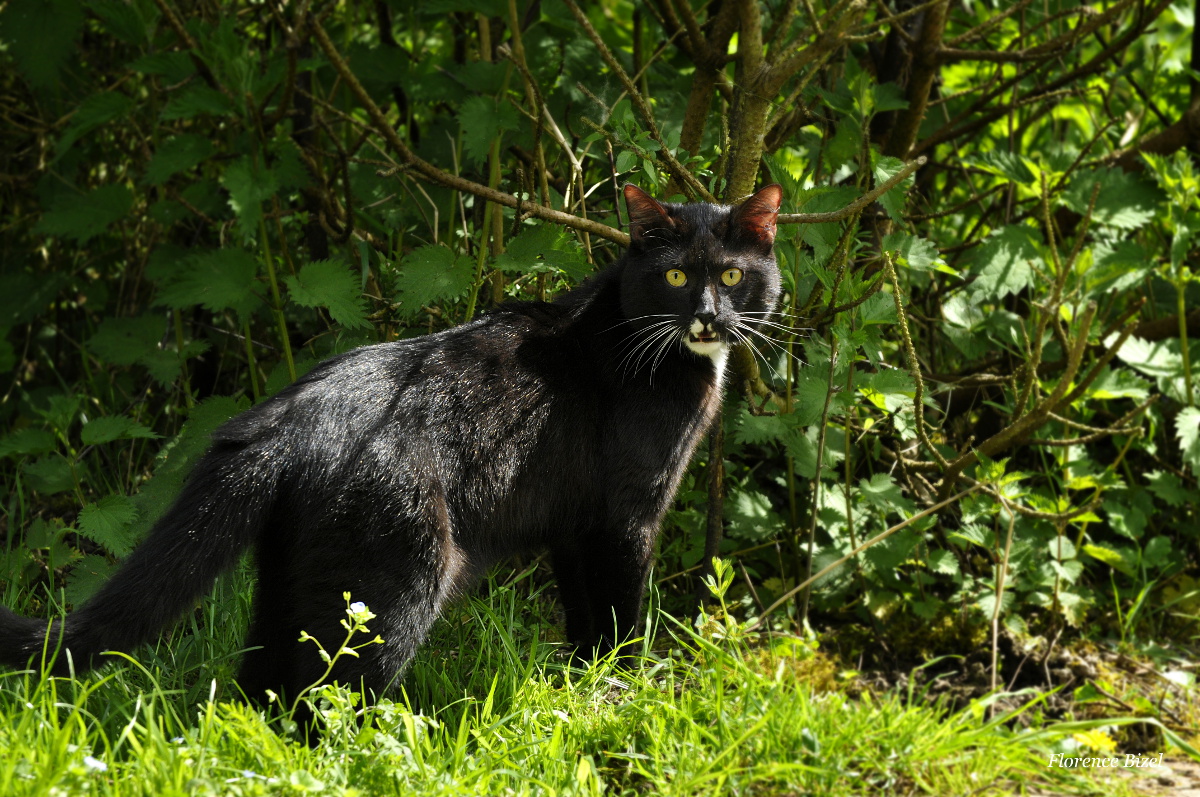 Photo de chat, Mushu au jardin